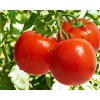 Tomates / Помидоры