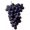 Uva Negra/Black Grape/Черный виноград